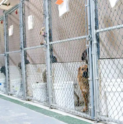 Pension pour chien à Saint-Denis (La Réunion) : chenil, pension familiale ou dog sitter ?