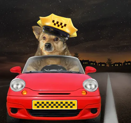 Taxi animalier à Saint-Denis (La Réunion) : un service légal et unique avec Pets Service 974