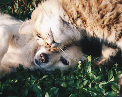Garde d’animaux pas chère à Saint-Denis (La Réunion) : quelles solutions locales ?