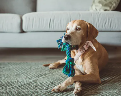 Une journée type avec un dog sitter Pets Service 974 à Saint-Denis (La Réunion)
