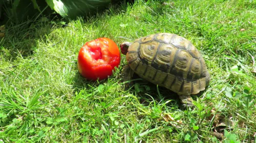 Tortuga