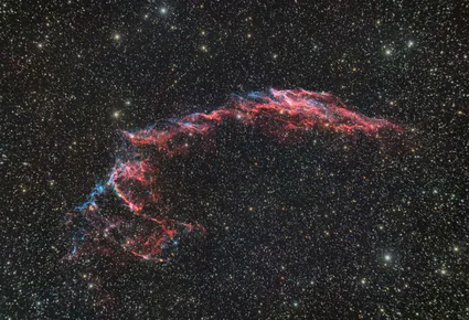 Grandes dentelles du cygne