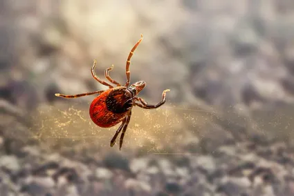 Naturopathe blain visio maladie de lyme