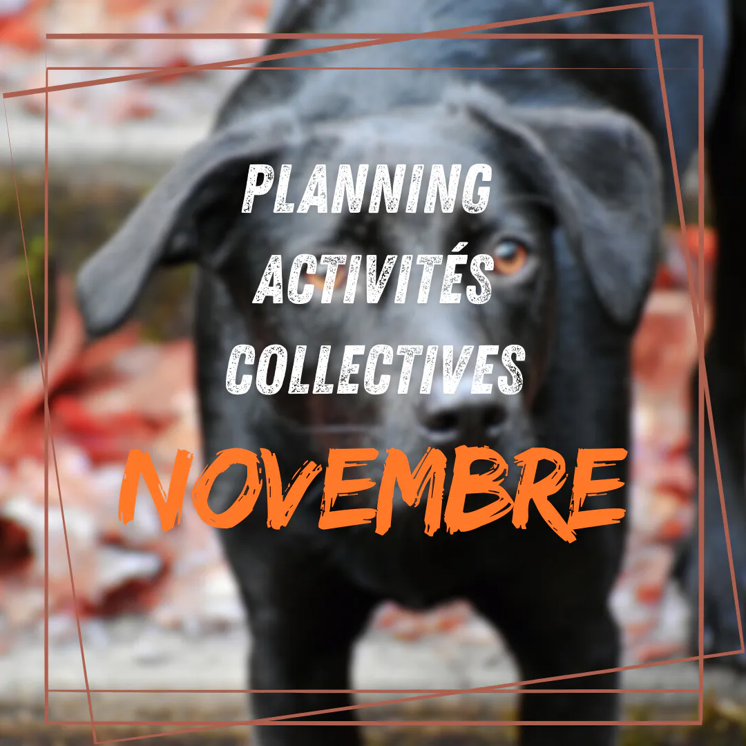 Planning activités collectives Novembre