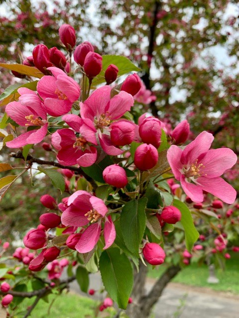 2023 5 20 parc 5 arbre rose