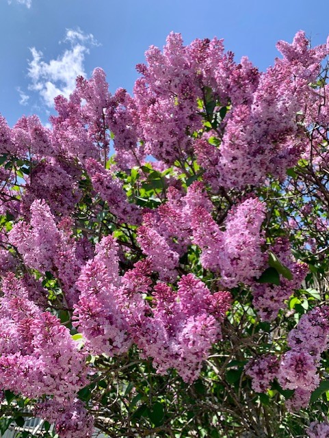 2023 5 26 lilacs 1