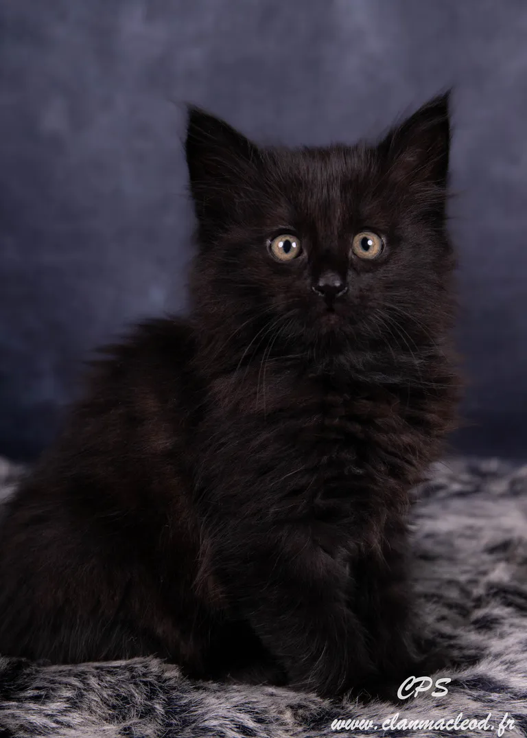 331530557 755362815774987 2555626025949486263 n