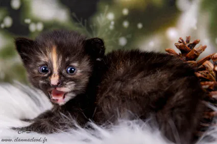 323299763 1235452320655616 5428881046995586268 n