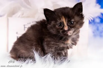 328512362 868100197822935 3068358984129125231 n