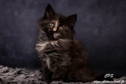 330420444 3487261268229780 5195359807694243831 n