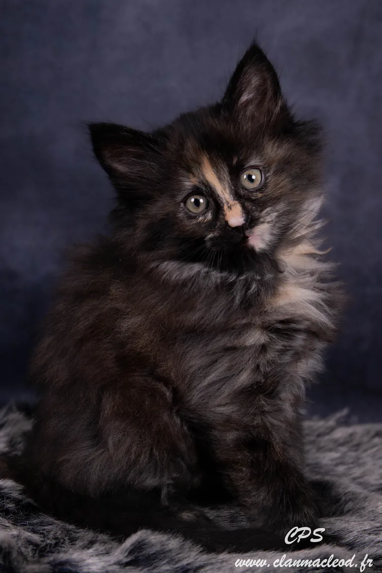 330647028 1467244143806143 5938446334722701854 n