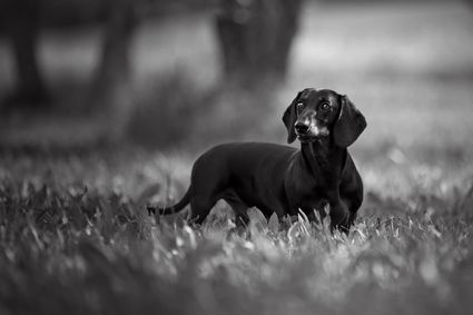 Photo portrait chien teckel noir blanc hd