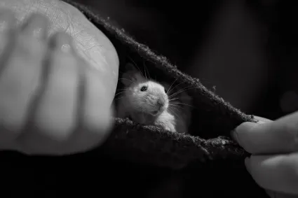 Photo souris mignonne noir blanc portrait