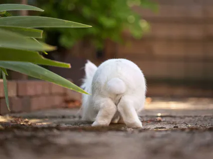 Photo rigolote lapin jardin