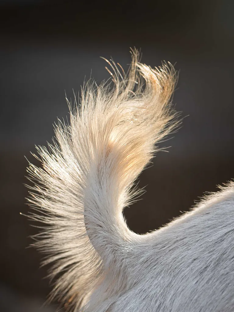 Photo queue chevre blanche soleil