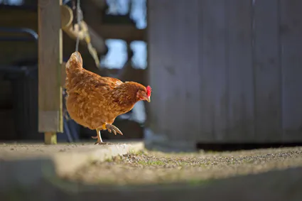 Photo poule rousse marche cour