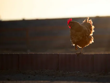 Photo poule rousse artistique soleil couchant