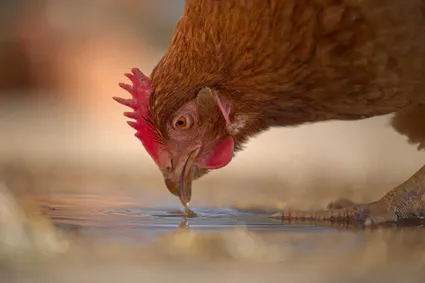 Photo poule boit eau