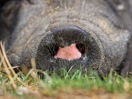 Photo macro groin cochon vietnamien