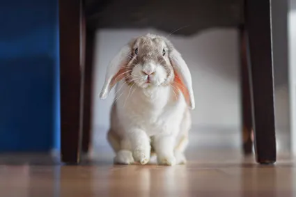 Photo lapin portrait artistique