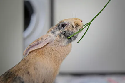 Photo lapin insolite mange persil