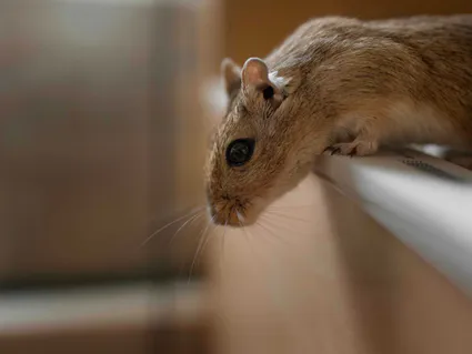 Photo gerbille portrait regarde en bas