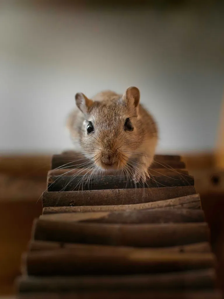 Photo gerbille portrait descend escalier