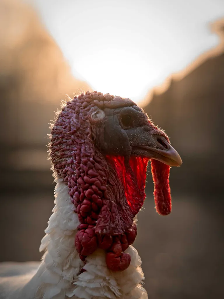 Photo dindon portrait profil aurore soleil