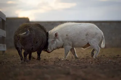 Photo cochons calin bagarre cour