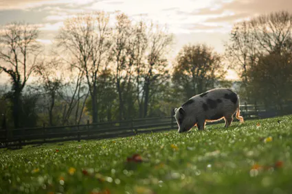 Photo cochon pre aurore