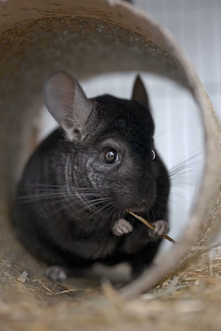 Photo chinchilla tient brindille patte