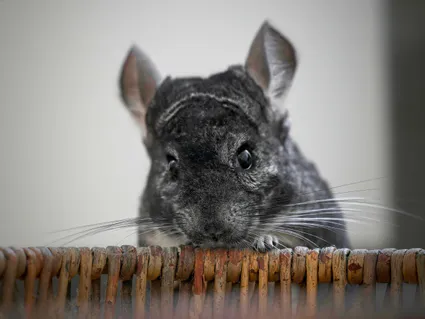 Photo chinchilla portrait