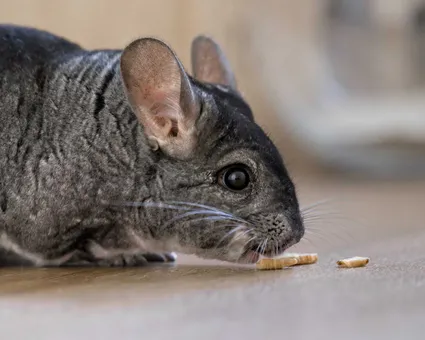 Photo chinchilla mange nourriture