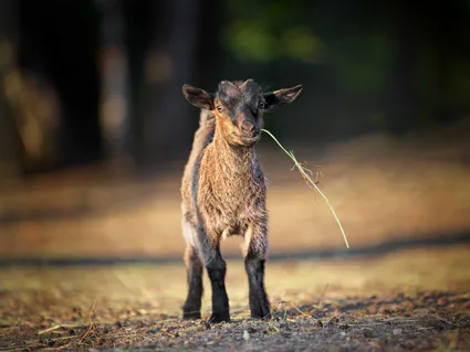 Photo chevreau mignon brindille mange