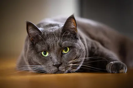 Photo portrait chat artistique regard percant