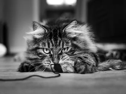 Photo chat portrait noir et blanc jeu