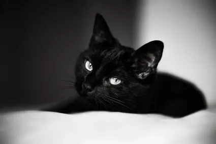 Photo chat portrait noir et blanc coussin