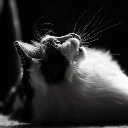 Photo chat portrait noir et blanc contraste