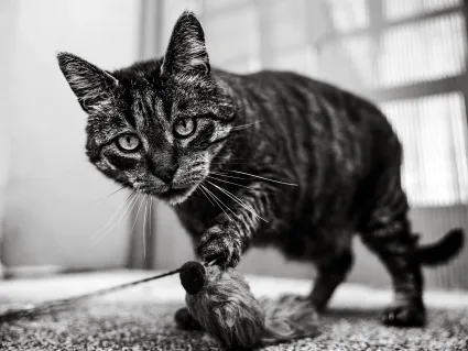 Photo chat noir et blanc jeu