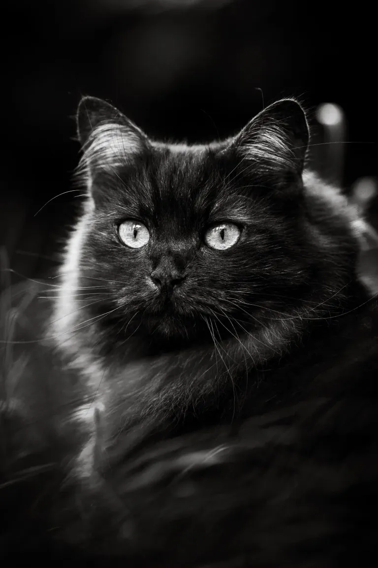Photo chat portrait noir et blanc