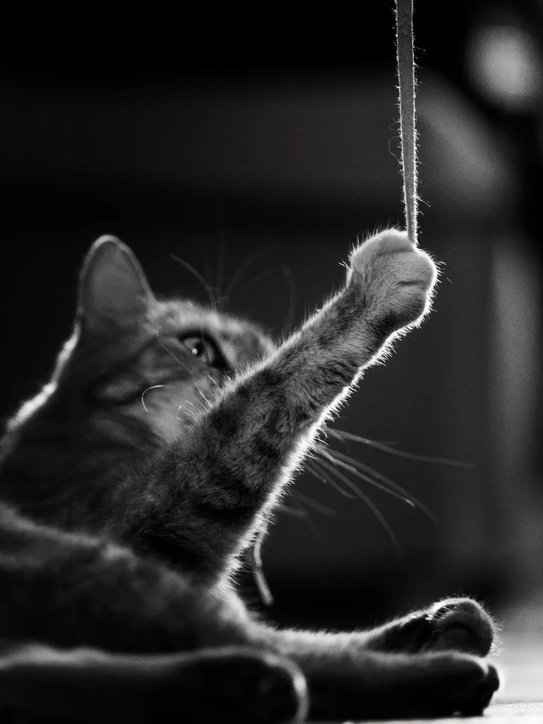 Photo portrait chat noir et blanc jeu patte