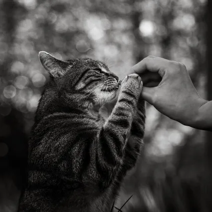 Photo noir et blanc chat portrait renifle friandise