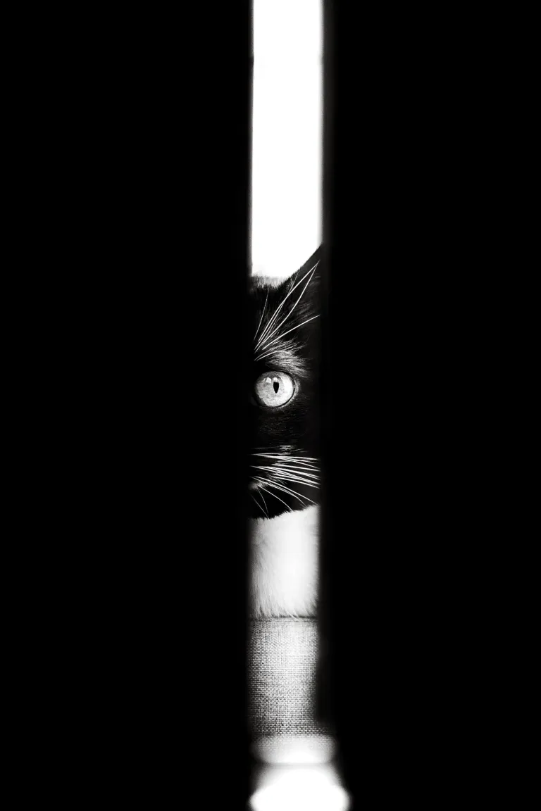 Photo portrait chat noir et blanc artistique