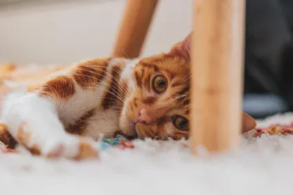 Photo portrait chat blanc roux sur tapis