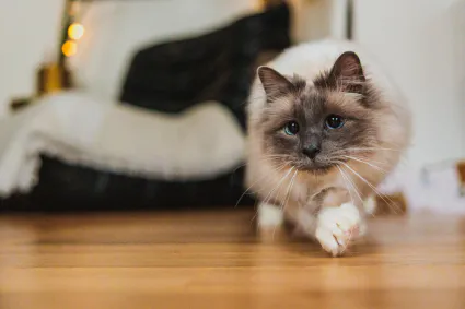 Photo portrait chat jeu parquet