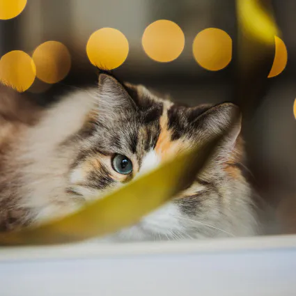 Photo portrait chat artistique flou