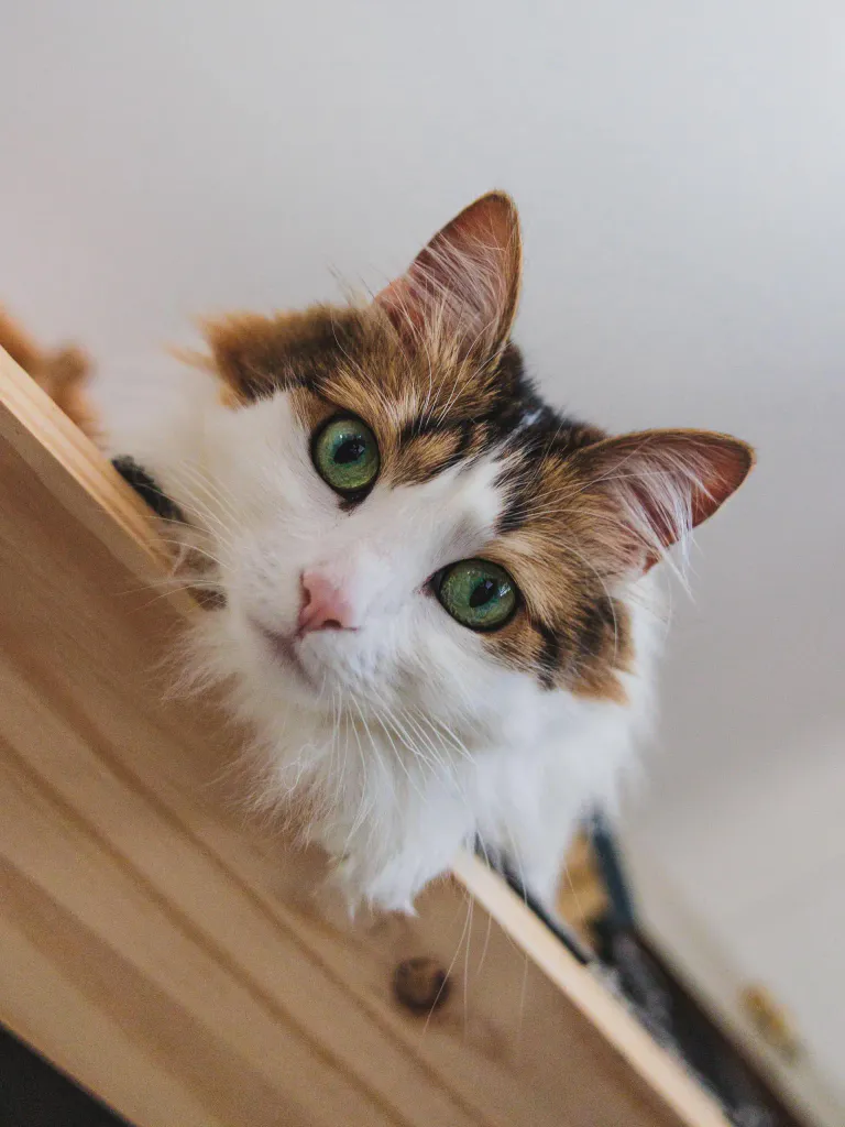 Photo portrait chat contre plongee