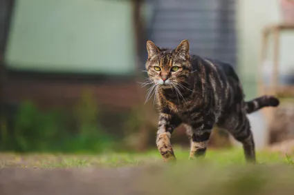 Photo portrait chat exterieur jardin