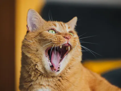 Photo portrait chat roux baille