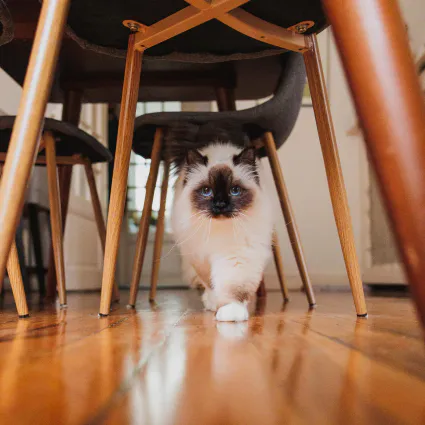 Photo portrait chat domicile sous la table